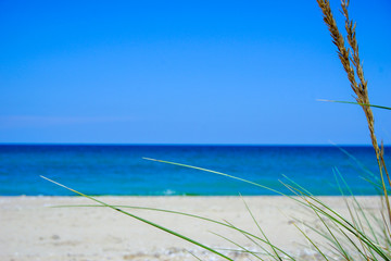 Grass on the beach