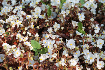 Wax or Bedding Begonia (Begonia semperflorens) with white flowers on flowerbed