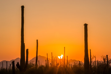 Partial Eclipse, Saguaro National Park West, Arizona