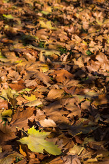 Hojas caídas en Otoño, Ourense. Galicia. España.