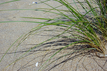 Grass on the beach