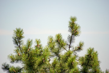 Pine tree on a sky background