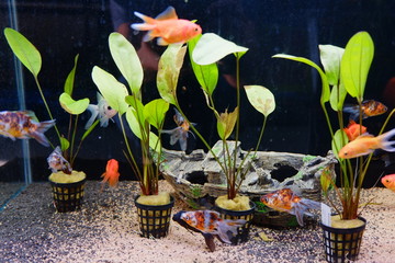 Colorful goldfishes swimming in aquarium 
