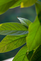 Green avocado leaves