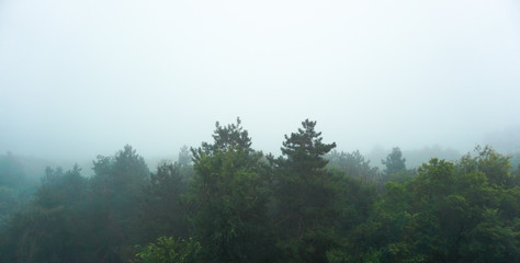 Morning fog covering some pine trees