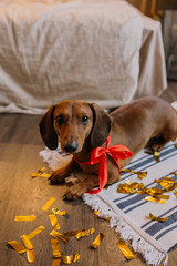 Little cute dachshund puppy on Christmas background