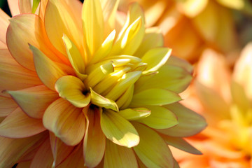 candlelight dahlia variety of chrysanthemum, one flower in close-up, orange bright petals smoothly turning into the golden core of the plant, a sunny autumn day, background blurry plants of the same 