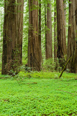 Redwoods and green carpet of oxalis, Humboldt Redwoods State Park, California