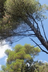 Forest trees in the nature reserve and virgin forest Dundo on the peninsula Kalifront, Rab island, Croatia,  South-east Europe.