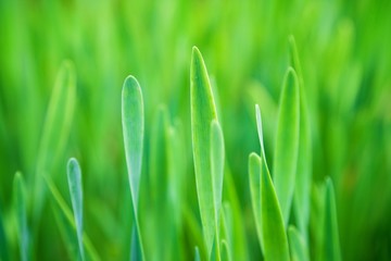 Green grass, background, selective focus