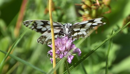 butterfly on a flower