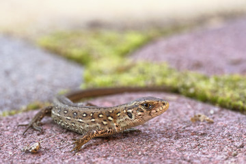 The sand lizard,  Lacerta agilis