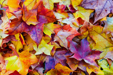 Multi colored autumn leaves on the ground background