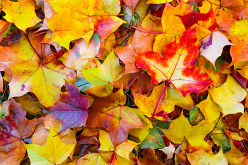 Fototapeta na wymiar Multi colored autumn leaves on the ground background