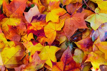 Naklejka na ściany i meble Multi colored autumn leaves on the ground background