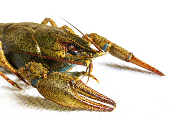 Live river crayfish close-up. Do not insulate.