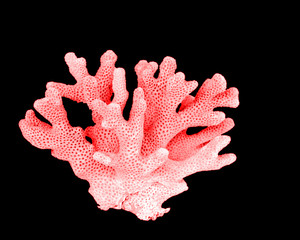 Fototapeta premium koral na białym tle na czarnym tle
