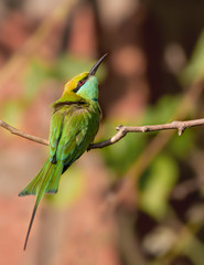 Little green bee-eater