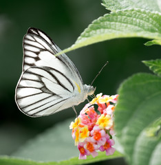 Butterfly Appias Olferna on a flower