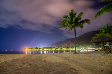Naklejka premium Palm tree on the beach