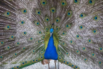 Naklejka premium peacock