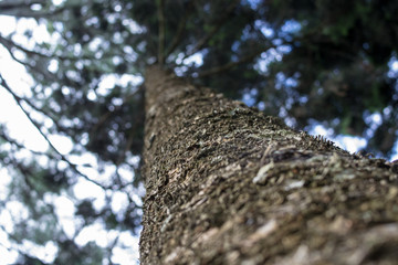 pine tree seen from below