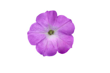 Beautiful  petunia  flower  isolated  on a white background.