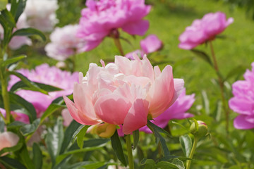 Obraz premium Coral peony on a background of pink peonies. Glowing coral peony in the garden.