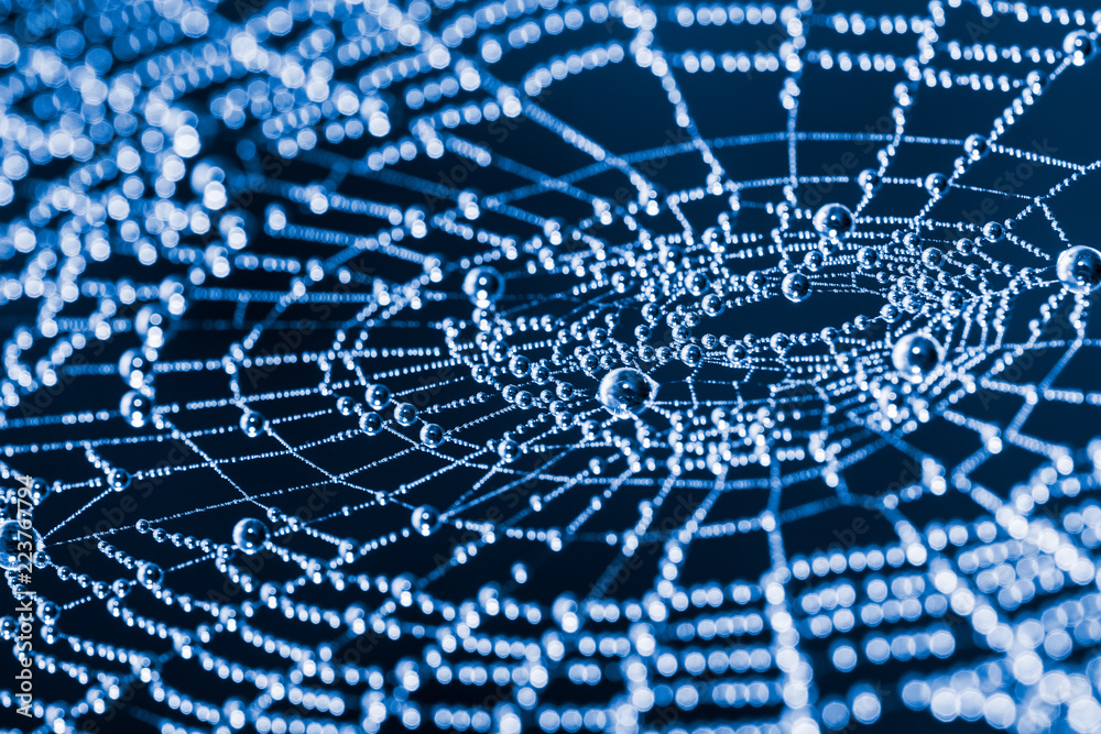 Wall mural glittery spider web with pearls from dew droplets close-up. beautiful artistic detail of a wet cobwe