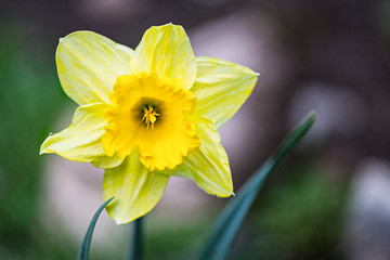 Yellow daffodil bloom in garden. Narcissus pseudonarcissus. Close-up of beautiful flowering Lent lily flower head with wavy corona in spring ornamental bed. With natural brown-green blurry background.