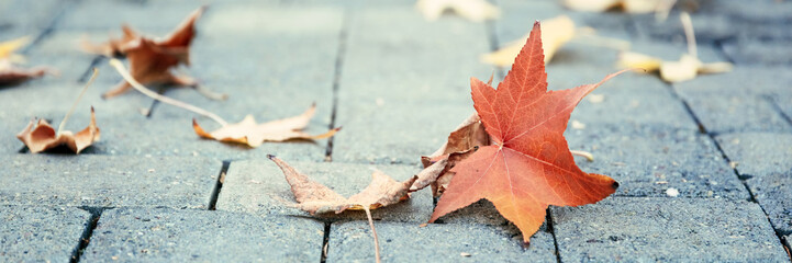 Autumn leaves on the ground