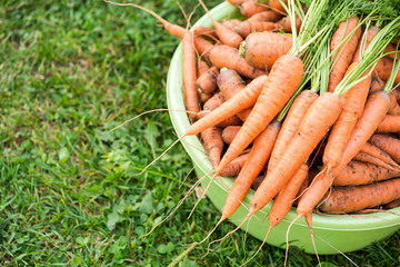 A lot of carrots in basin at the garden on grass