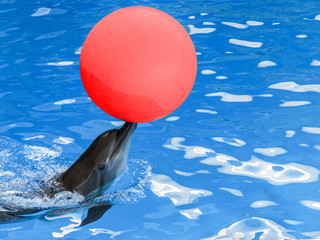 Dolphin with a red ball on his nose 