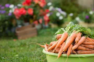 A lot of carrots in basin at the garden on grass