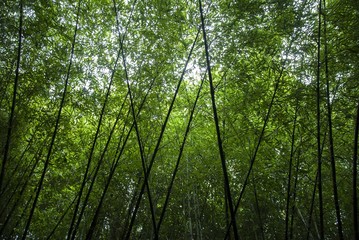bamboo