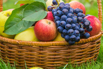 Basket with harvests of green and red apples and blue grapes. Basket of fresh, ripe, organic fruits in the garden.