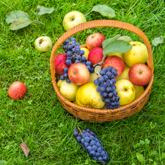 Basket with harvests of green and red apples and blue grapes. Basket of fresh, ripe, organic fruits in the garden.