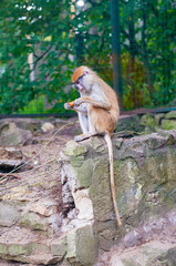 A macaque eats a carrot