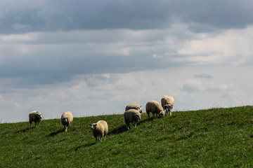Fototapeta premium Seven sheep on a dike.