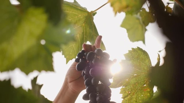 A female hand cuts a large clusters of dark grapes against a background of sunlight