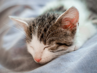 Cute little kitten with pink nose sleeps on the sofa