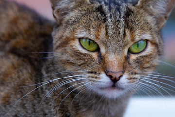 Sitting cat on the street