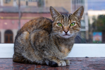 Sitting cat on the street