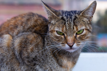 Sitting cat on the street