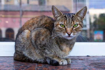 Sitting cat on the street