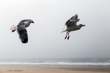 A couple of seagulls flying low above the ocean.