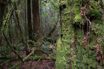 For&ecirc;t en Tasmanie, Australie