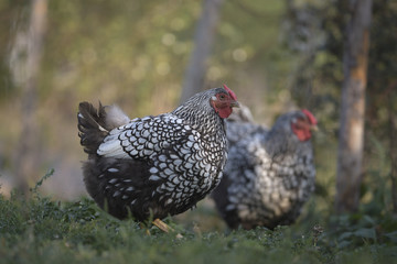 hen and chickens