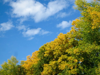 Fototapeta premium Trees with yellow foliage against blue sky.