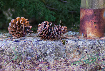 Piñas en el bosque © DiegoBares